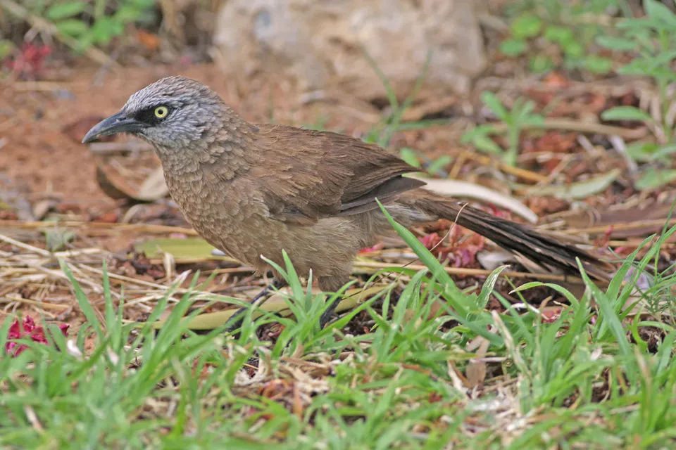 黑脸鸫鹛(Turdoides melanops)