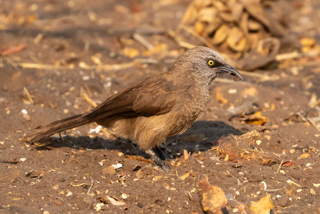 黑脸鸫鹛(Turdoides melanops)
