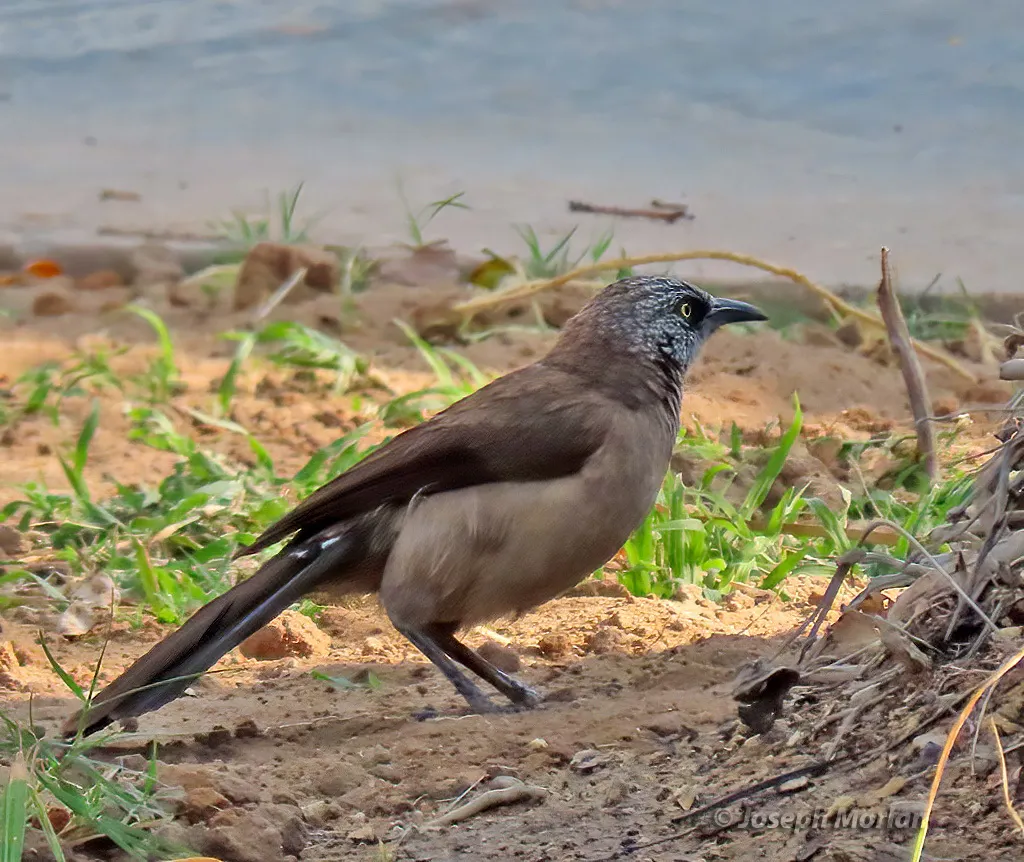 黑脸鸫鹛(Turdoides melanops)