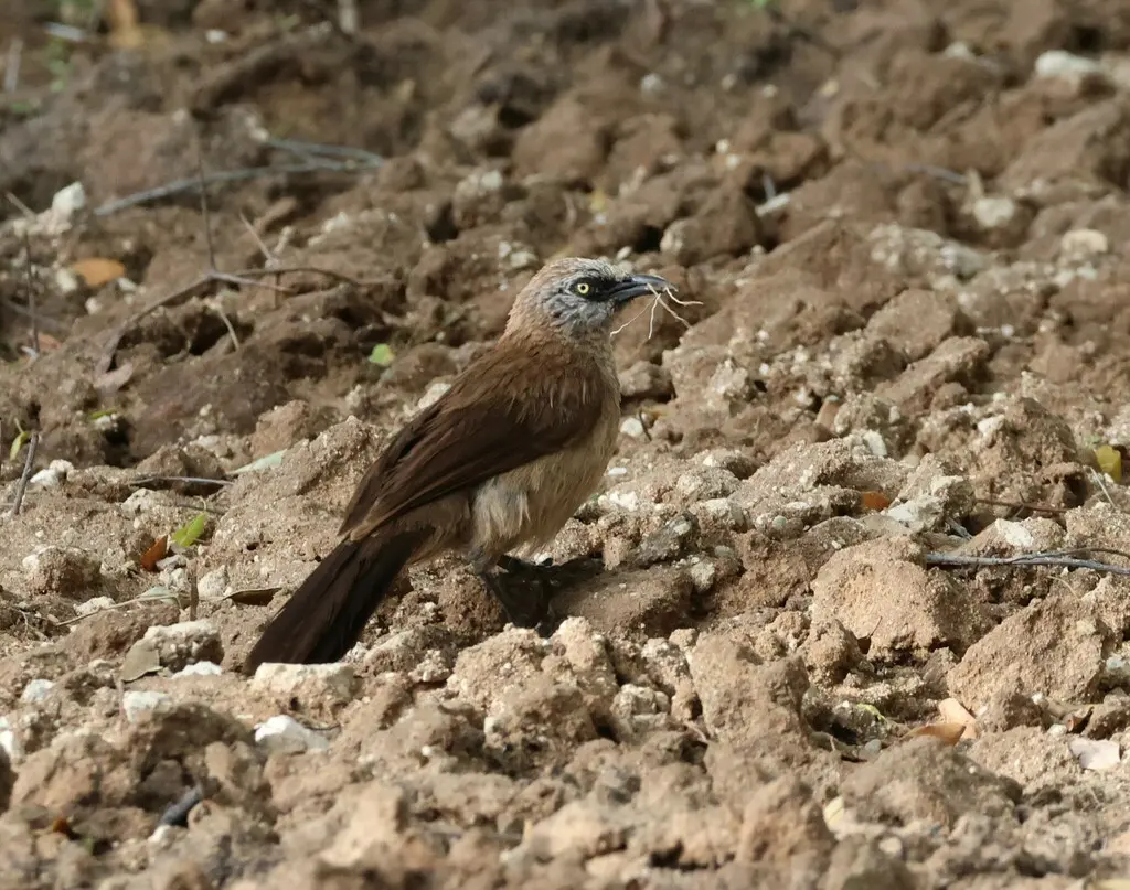 黑脸鸫鹛(Turdoides melanops)