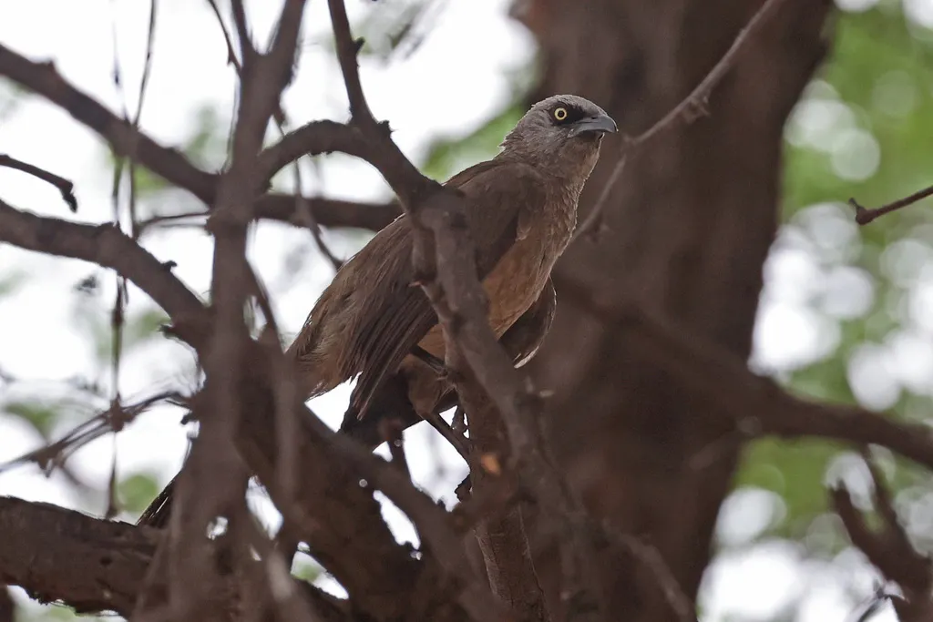黑脸鸫鹛(Turdoides melanops)