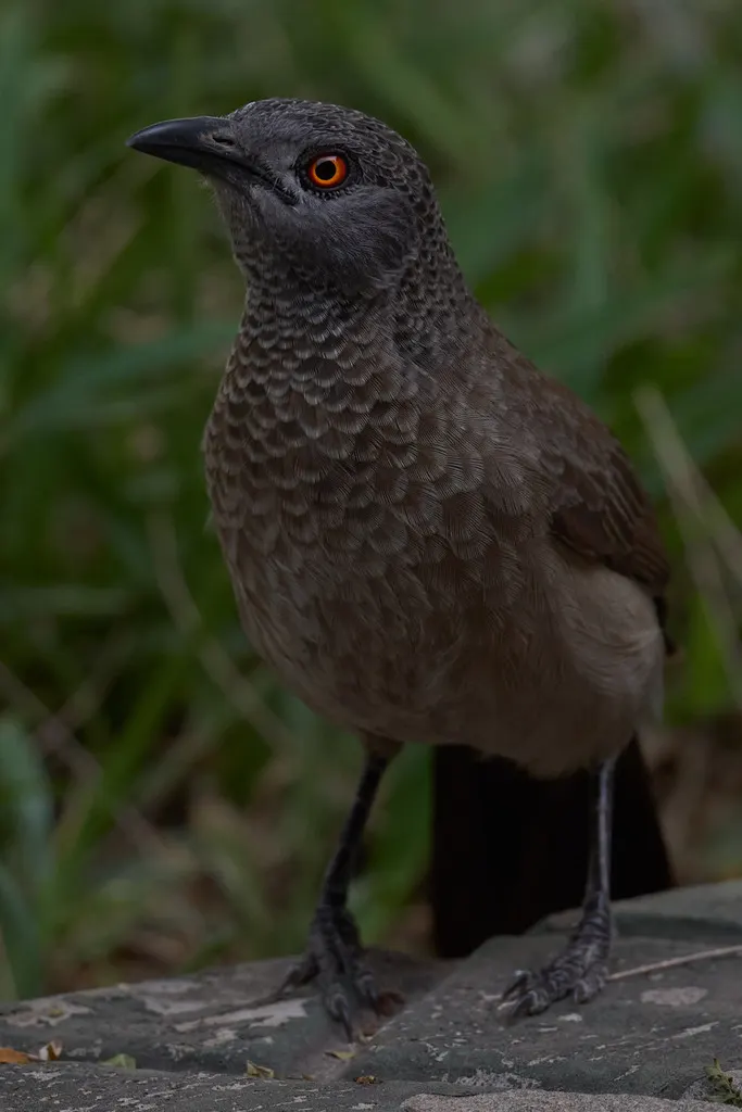 非洲褐鸫鹛(Turdoides plebejus)