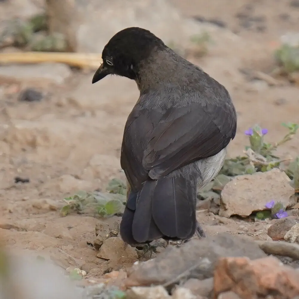 黑头鸫鹛(Turdoides reinwardtii)