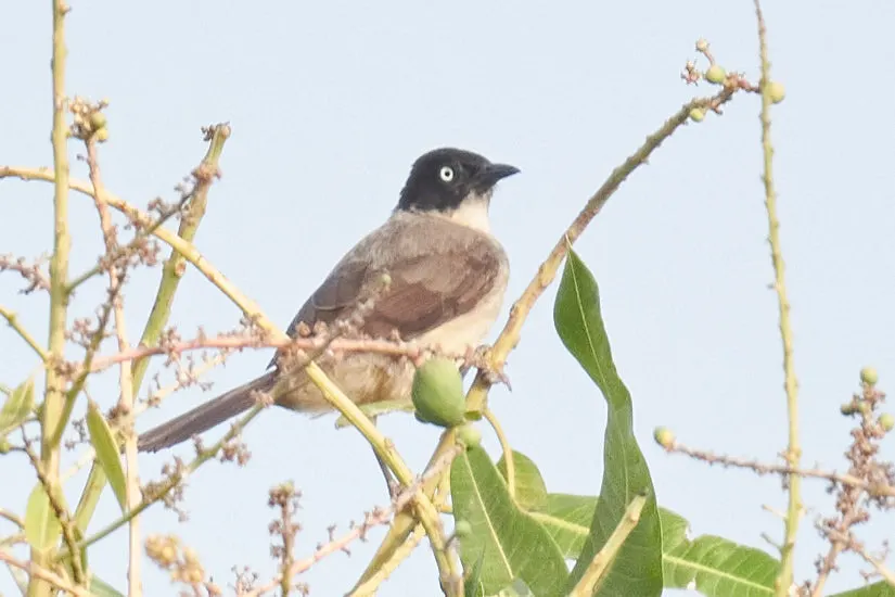 黑头鸫鹛(Turdoides reinwardtii)