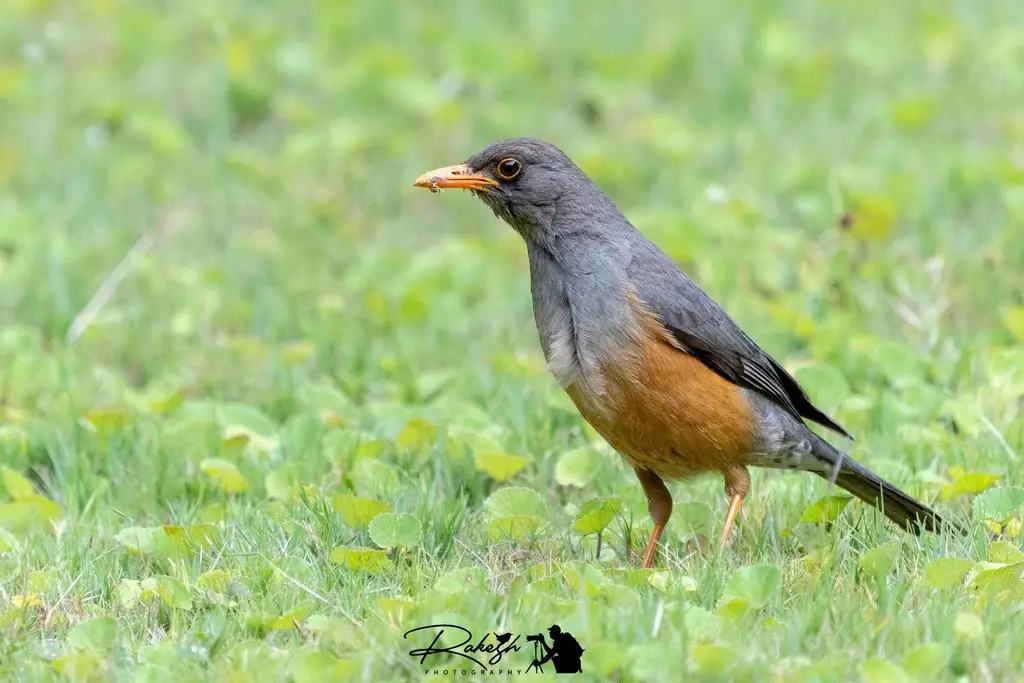 东非鸫(Turdus abyssinicus)