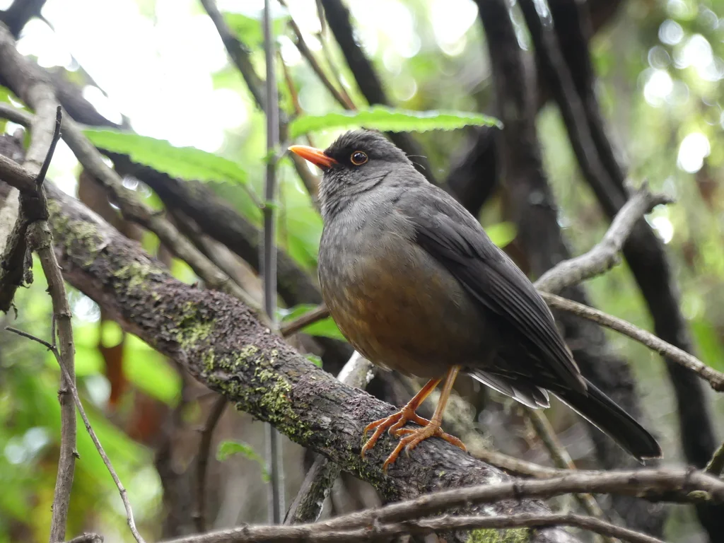 东非鸫(Turdus abyssinicus)