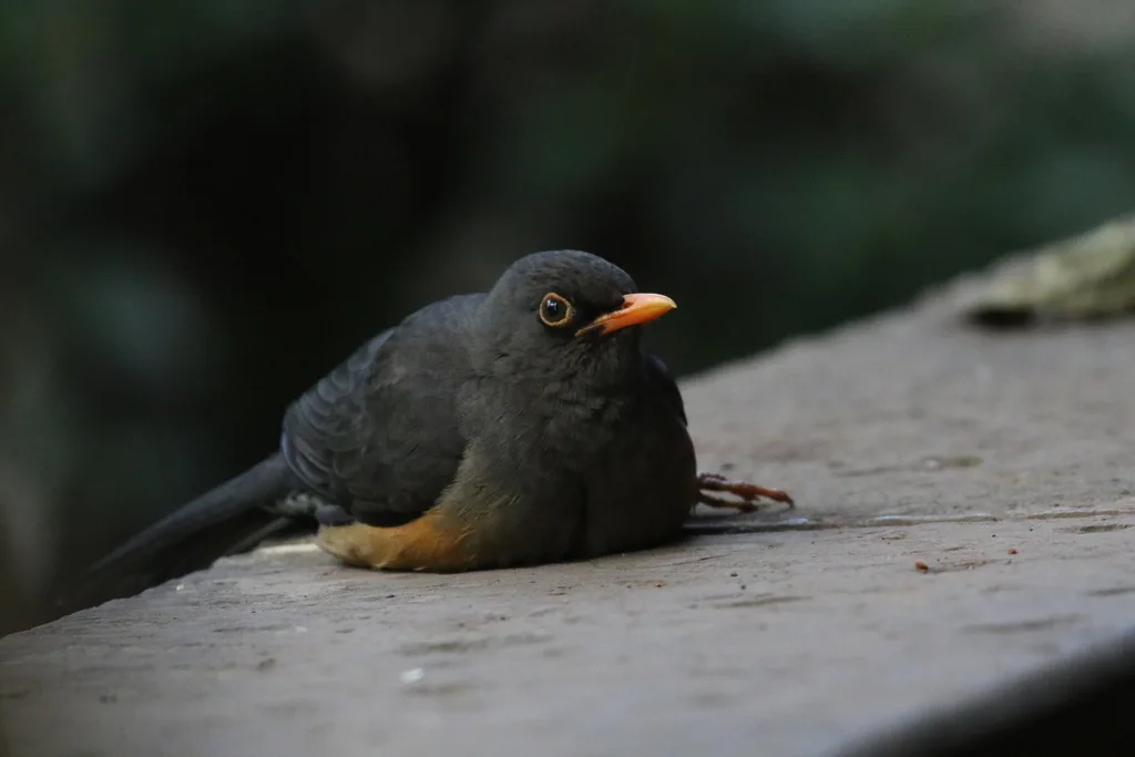 东非鸫(Turdus abyssinicus)