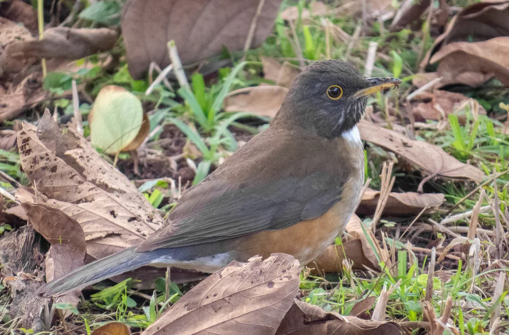 南美白颈鸫(Turdus albicollis)