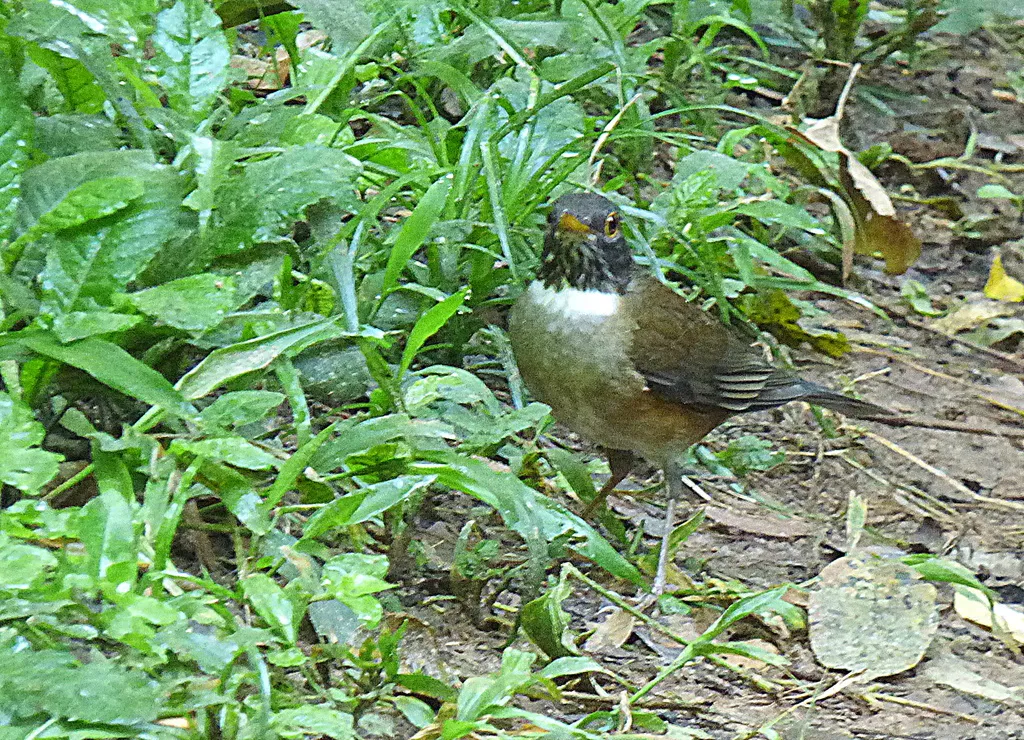 南美白颈鸫(Turdus albicollis)