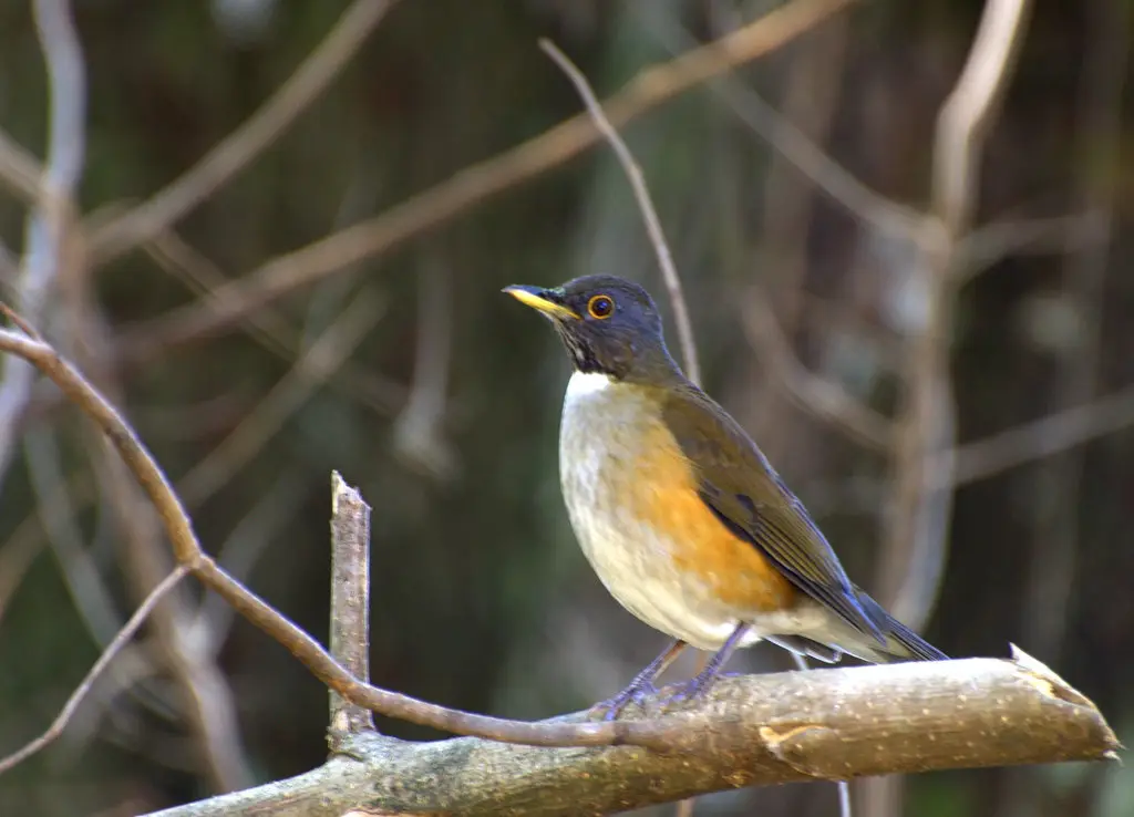 南美白颈鸫(Turdus albicollis)
