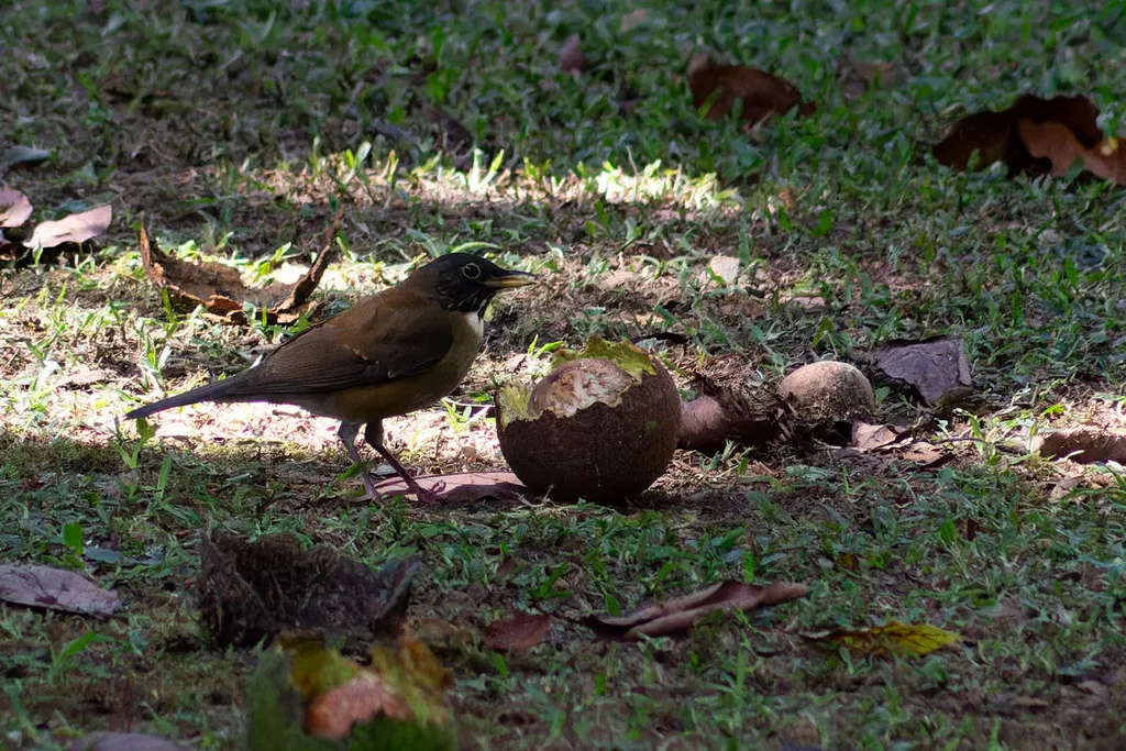 南美白颈鸫(Turdus albicollis)