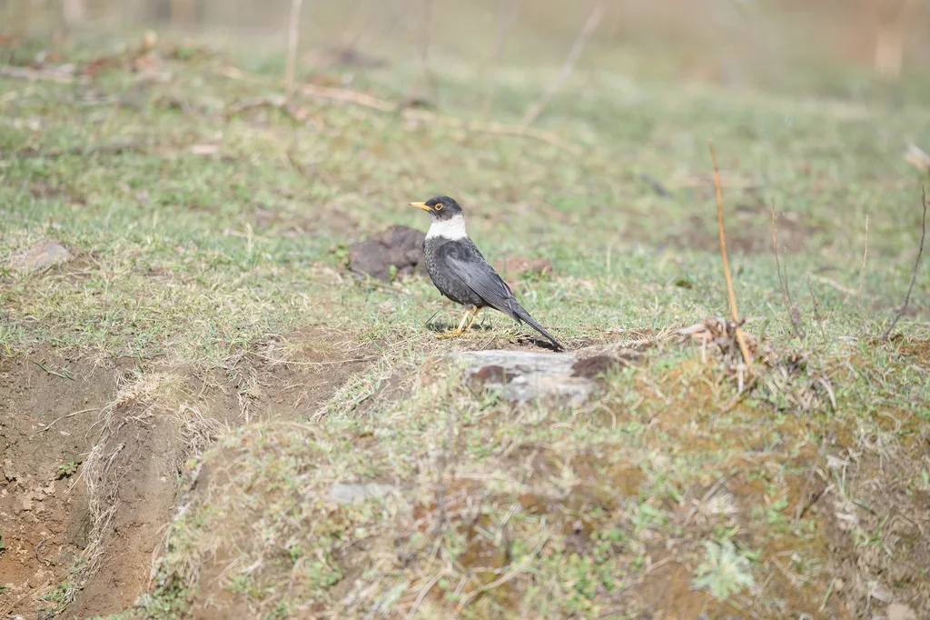 白颈鸫(Turdus albocinctus)