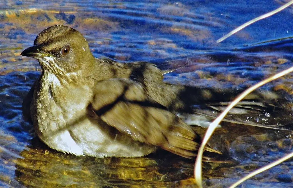 淡腹鸫(Turdus amaurochalinus)