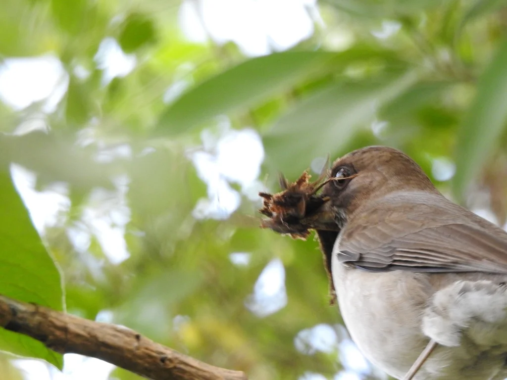 淡腹鸫(Turdus amaurochalinus)
