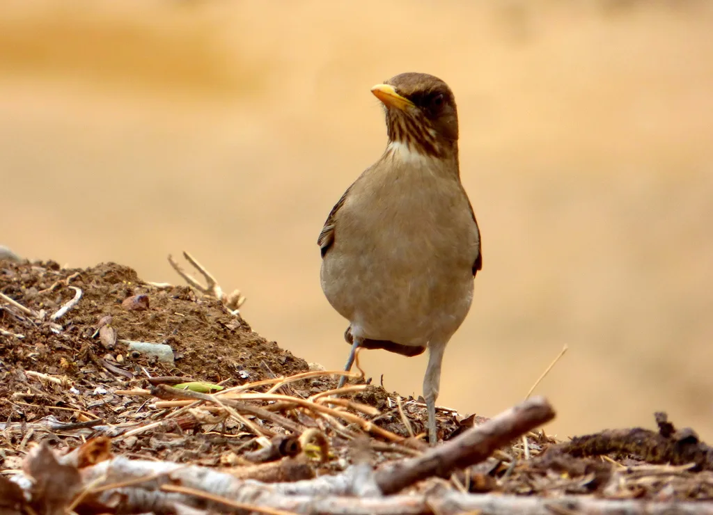 淡腹鸫(Turdus amaurochalinus)