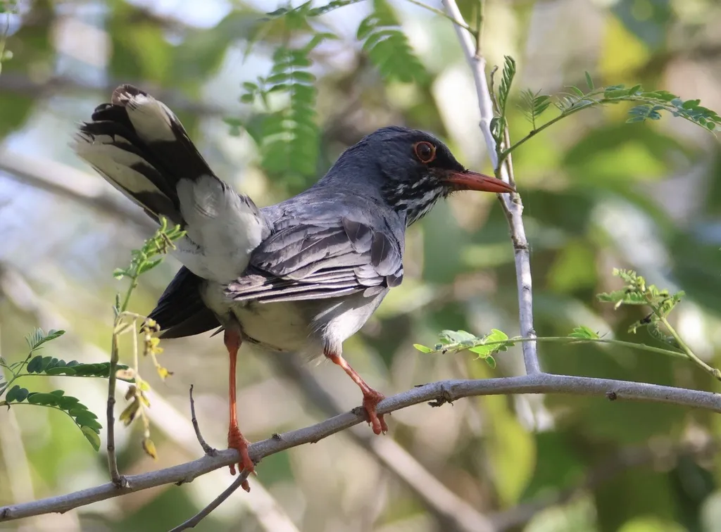 Turdus ardosiaceus（Turdus ardosiaceus）