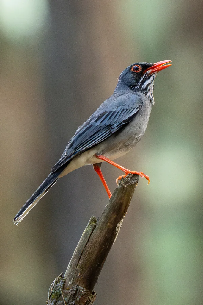 Turdus ardosiaceus（Turdus ardosiaceus）