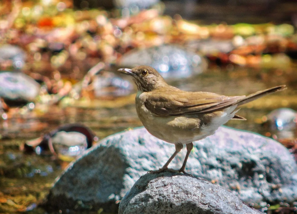 白喉鸫(Turdus assimilis)