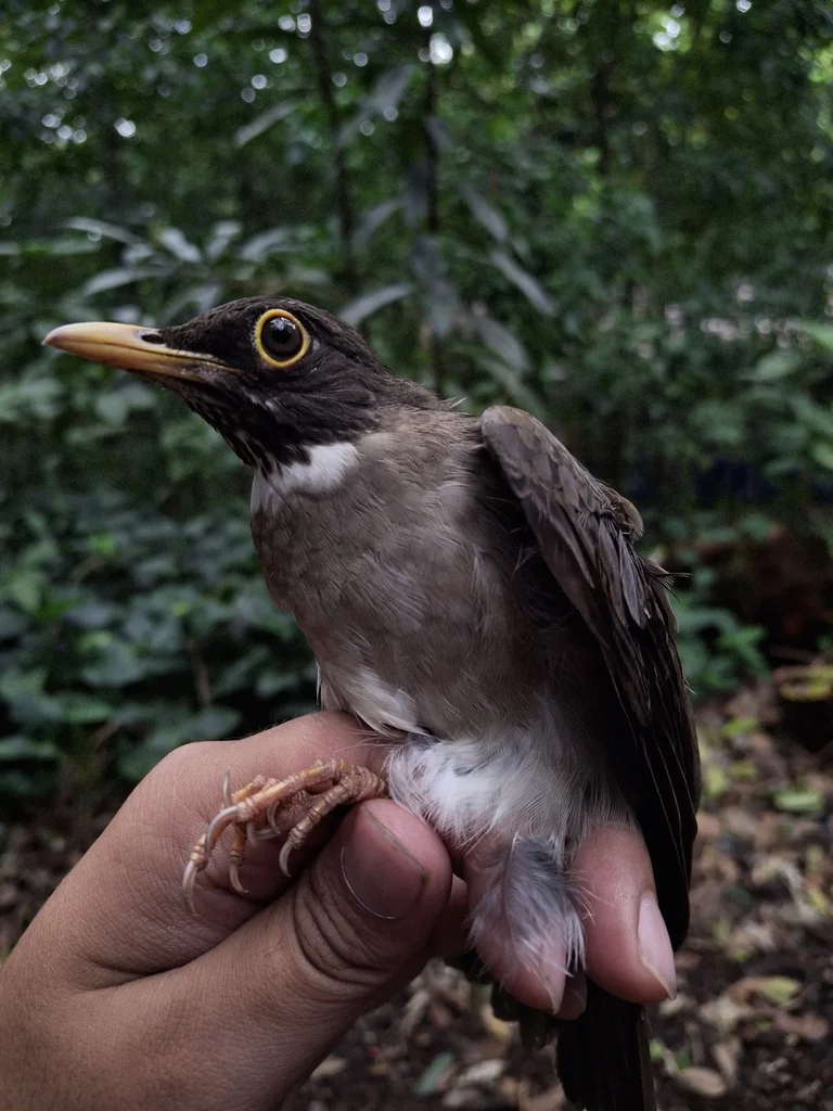 白喉鸫(Turdus assimilis)