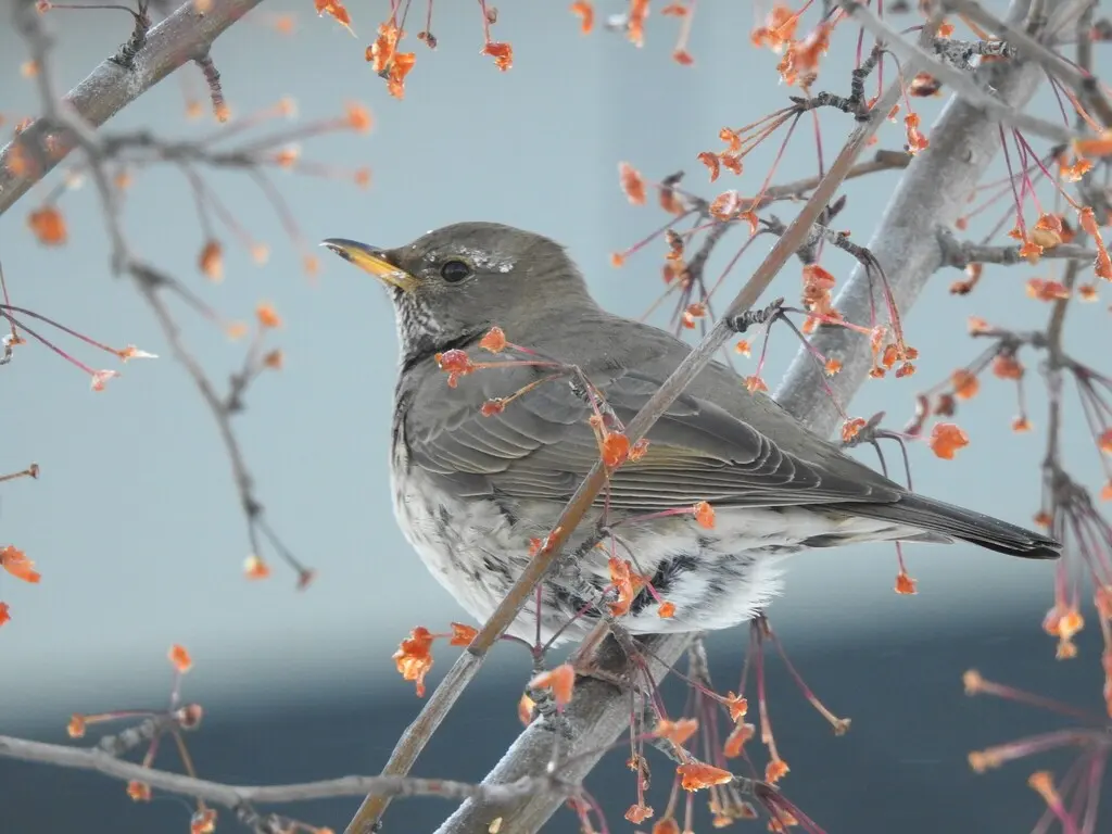 黑喉鸫(Turdus atrogularis)