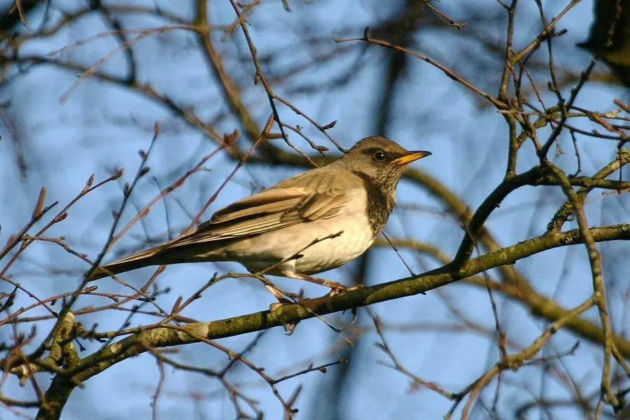黑喉鸫(Turdus atrogularis)
