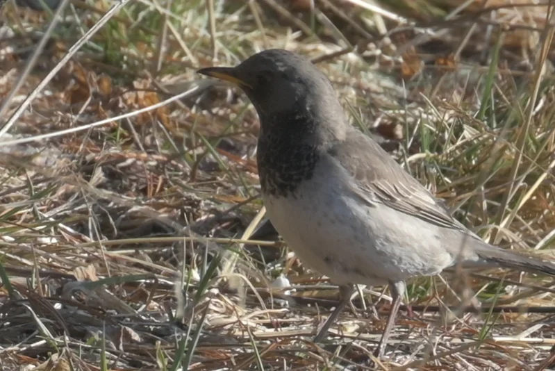 黑喉鸫(Turdus atrogularis)
