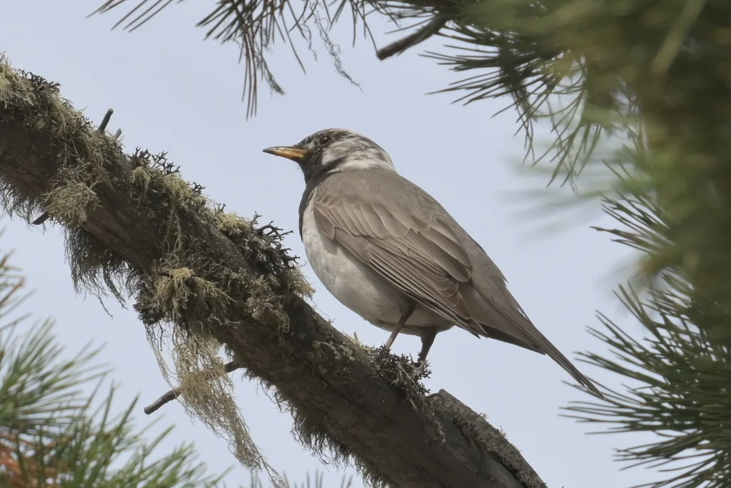 黑喉鸫(Turdus atrogularis)