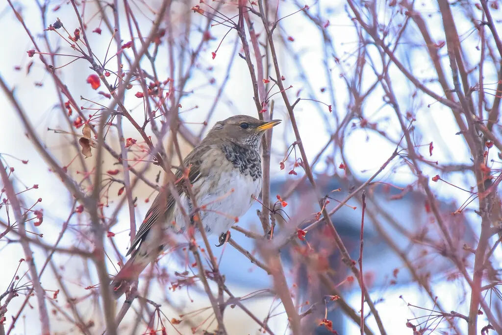 黑喉鸫(Turdus atrogularis)