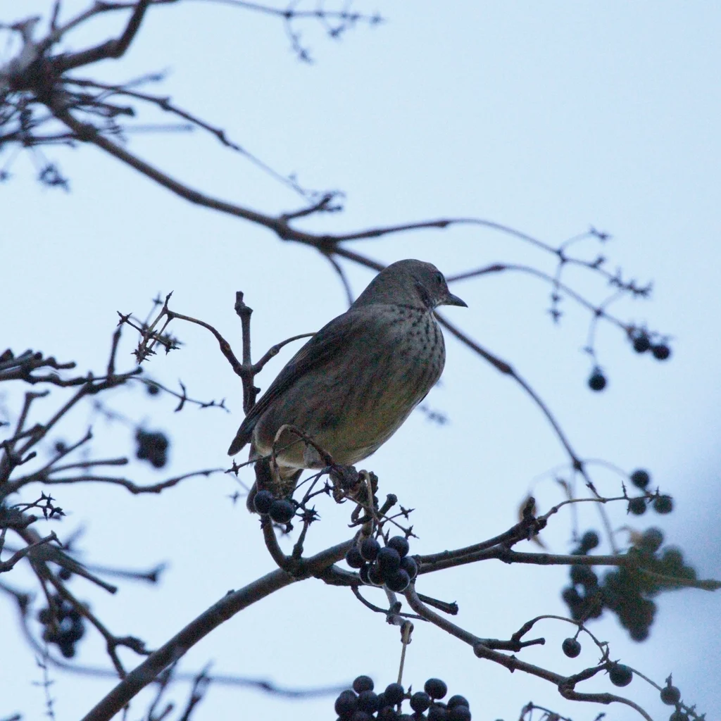 黑喉鸫(Turdus atrogularis)