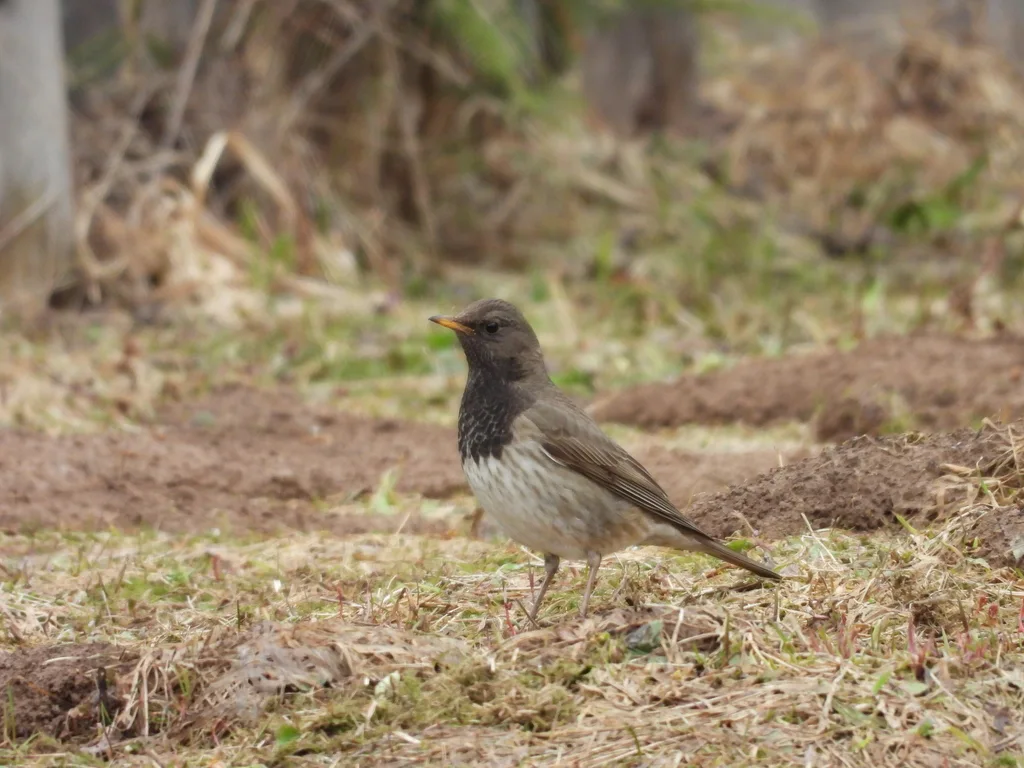黑喉鸫(Turdus atrogularis)