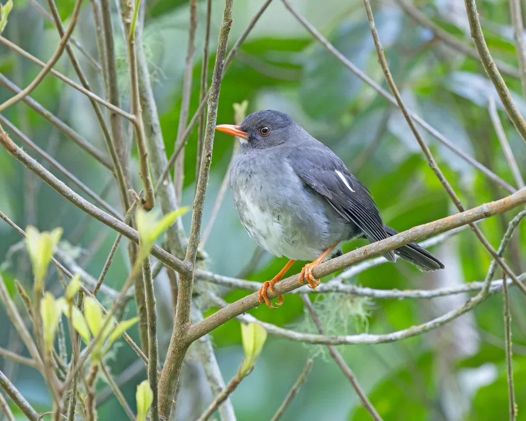 白颏鸫(Turdus aurantius)