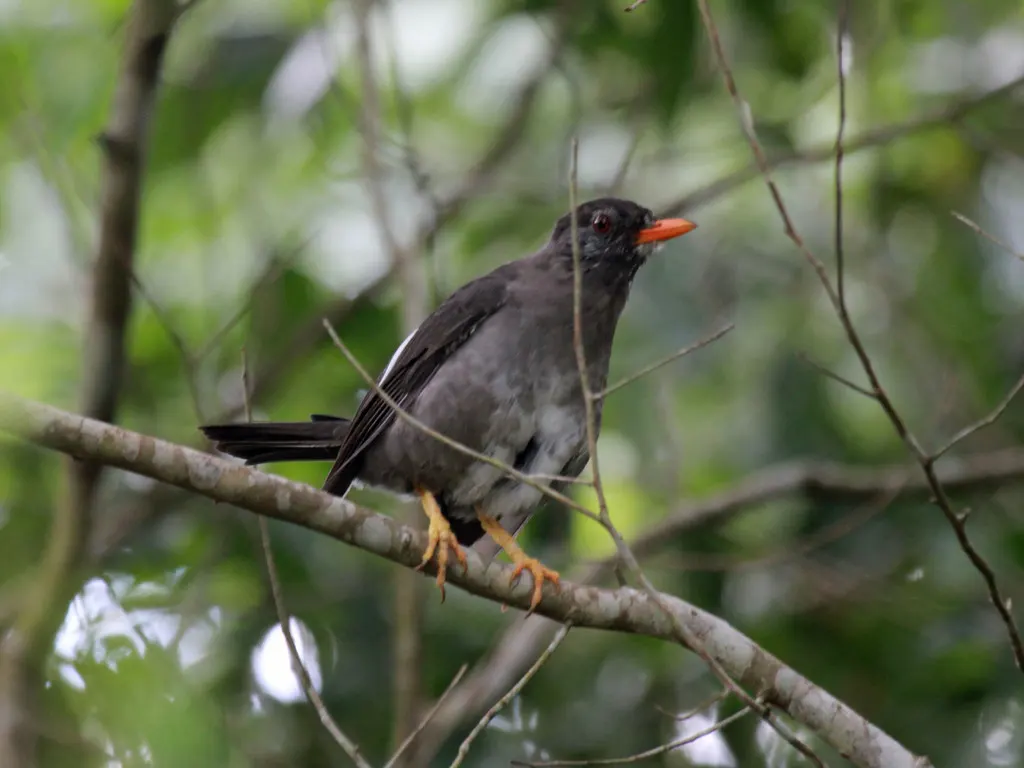 白颏鸫(Turdus aurantius)