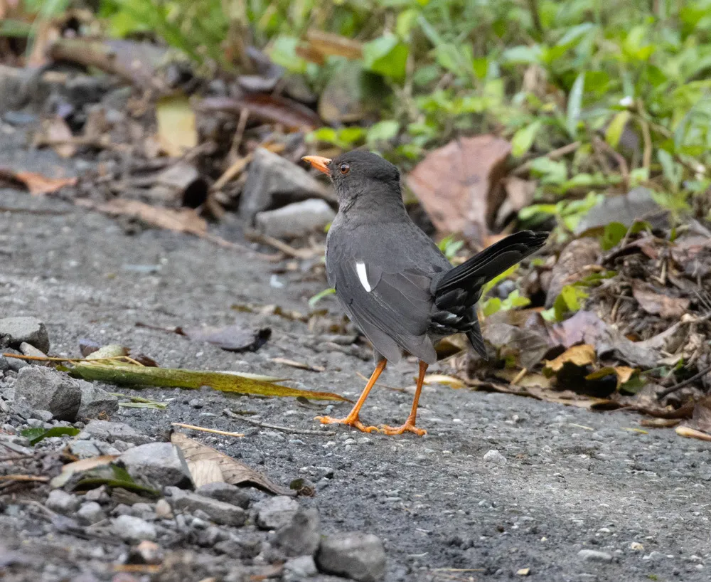 白颏鸫(Turdus aurantius)
