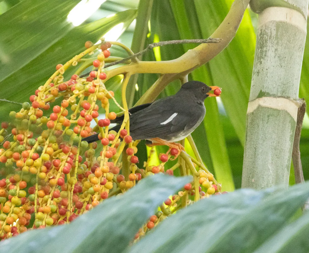 白颏鸫(Turdus aurantius)