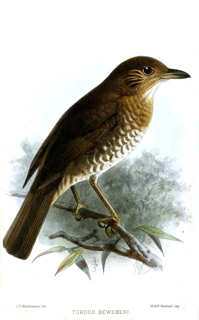 科摩罗鸫(Turdus bewsheri)