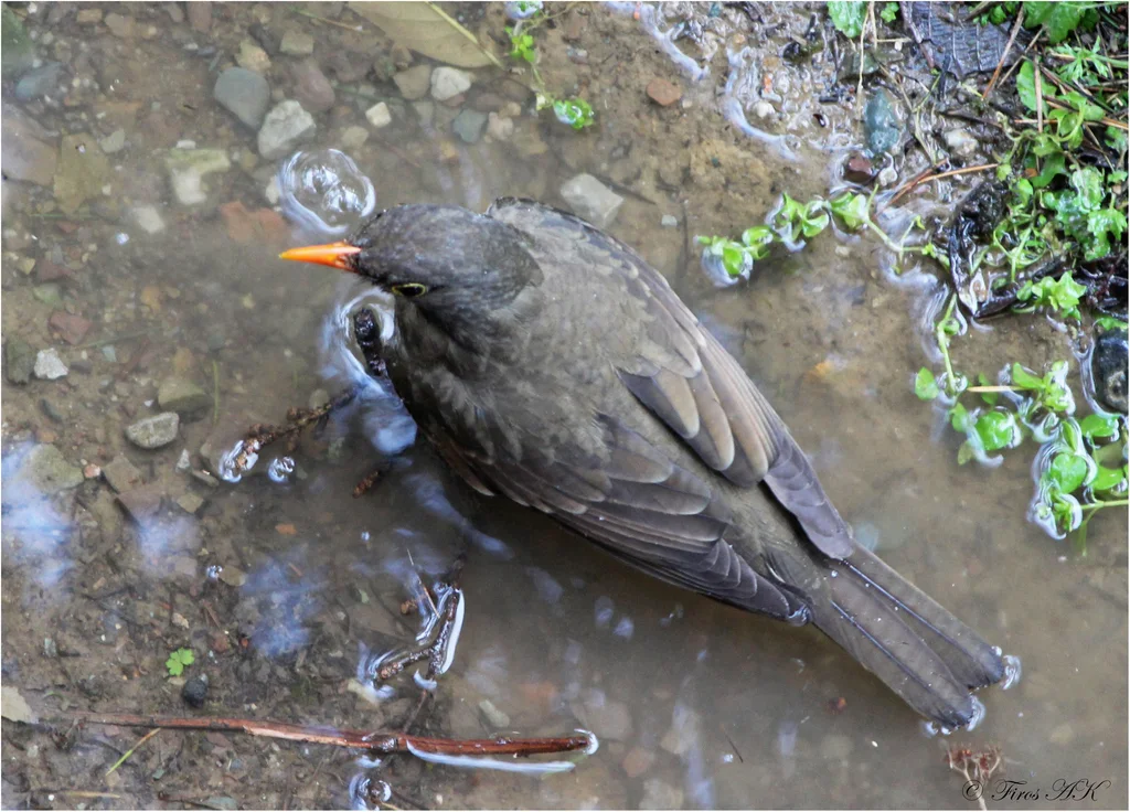 灰翅鸫(Turdus boulboul)