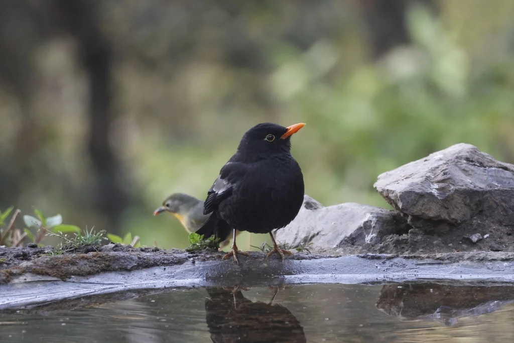 灰翅鸫(Turdus boulboul)