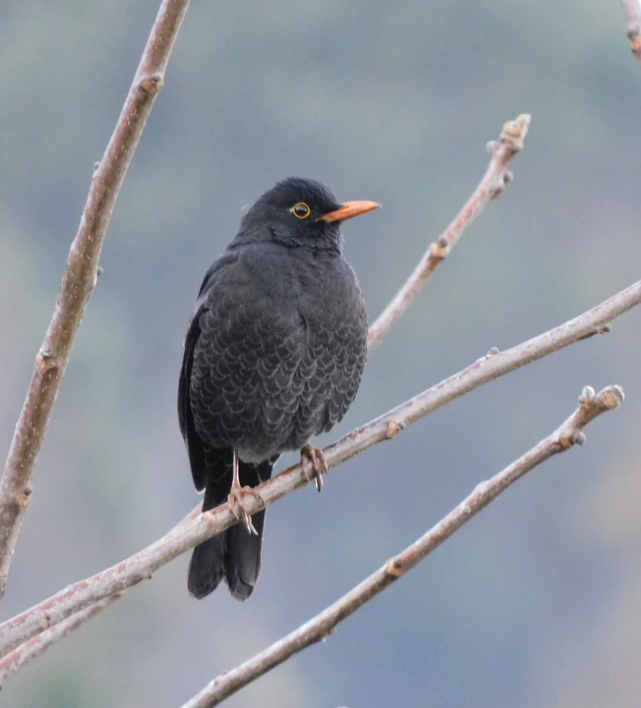 灰翅鸫(Turdus boulboul)