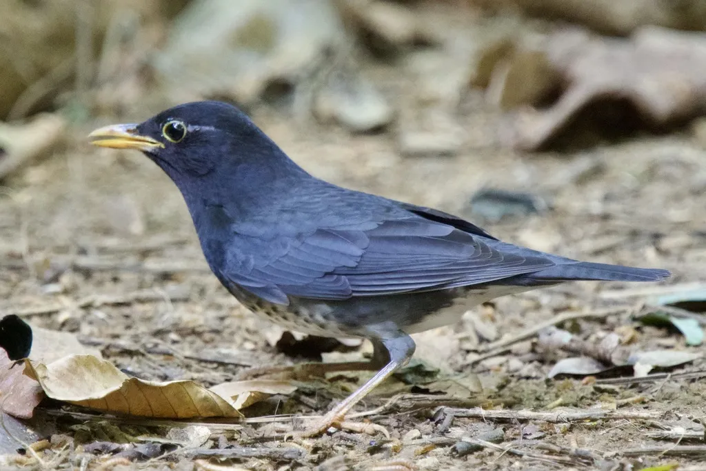 乌灰鸫（Turdus cardis）