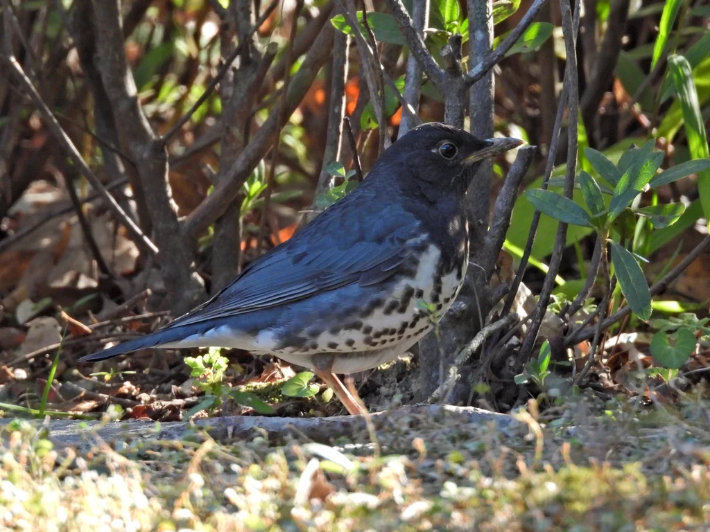 乌灰鸫（Turdus cardis）