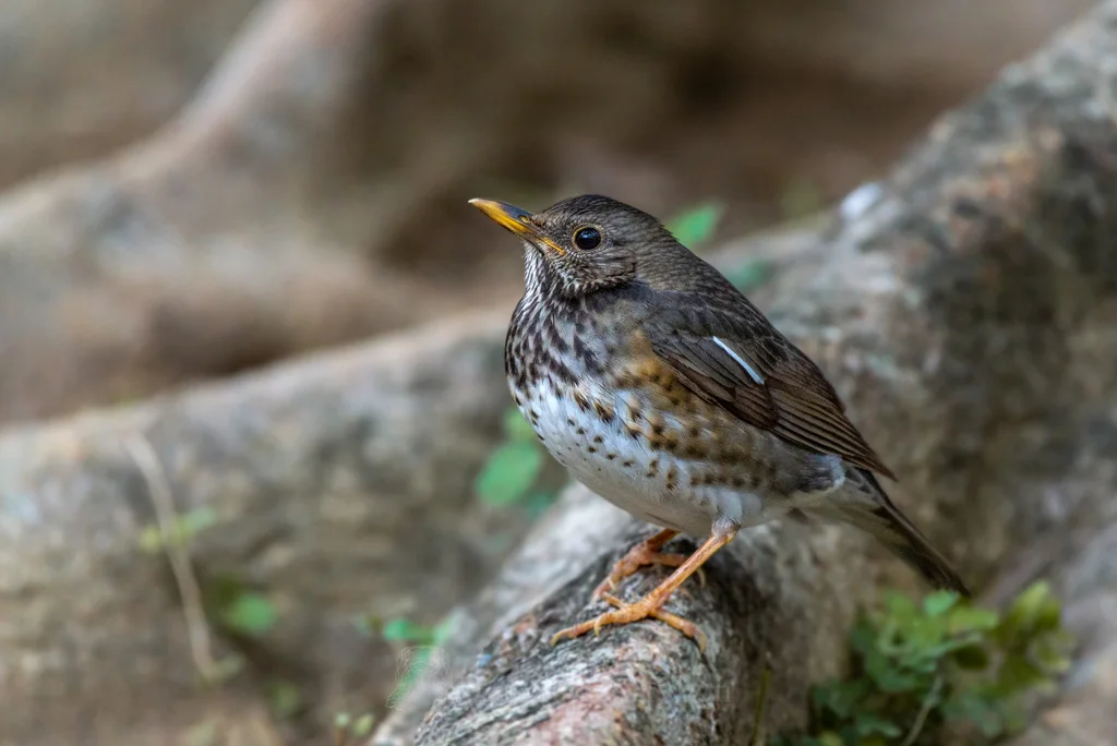 乌灰鸫（Turdus cardis）