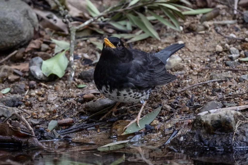 乌灰鸫（Turdus cardis）