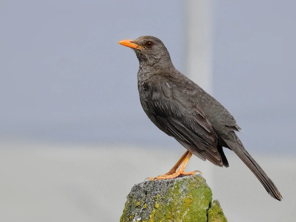 秘鲁鸫(Turdus chiguanco)
