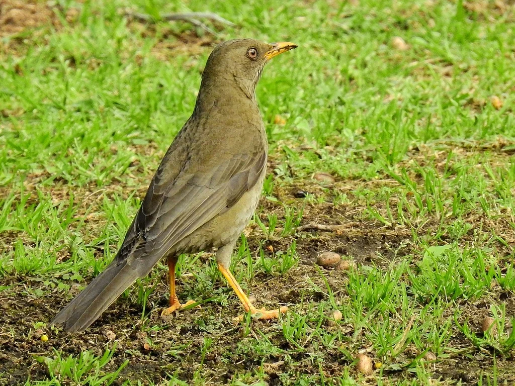 秘鲁鸫(Turdus chiguanco)
