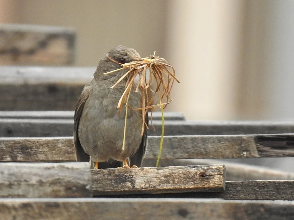 秘鲁鸫(Turdus chiguanco)