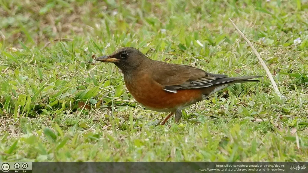 赤胸鸫(Turdus chrysolaus)