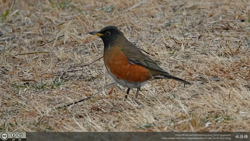 赤胸鸫(Turdus chrysolaus)