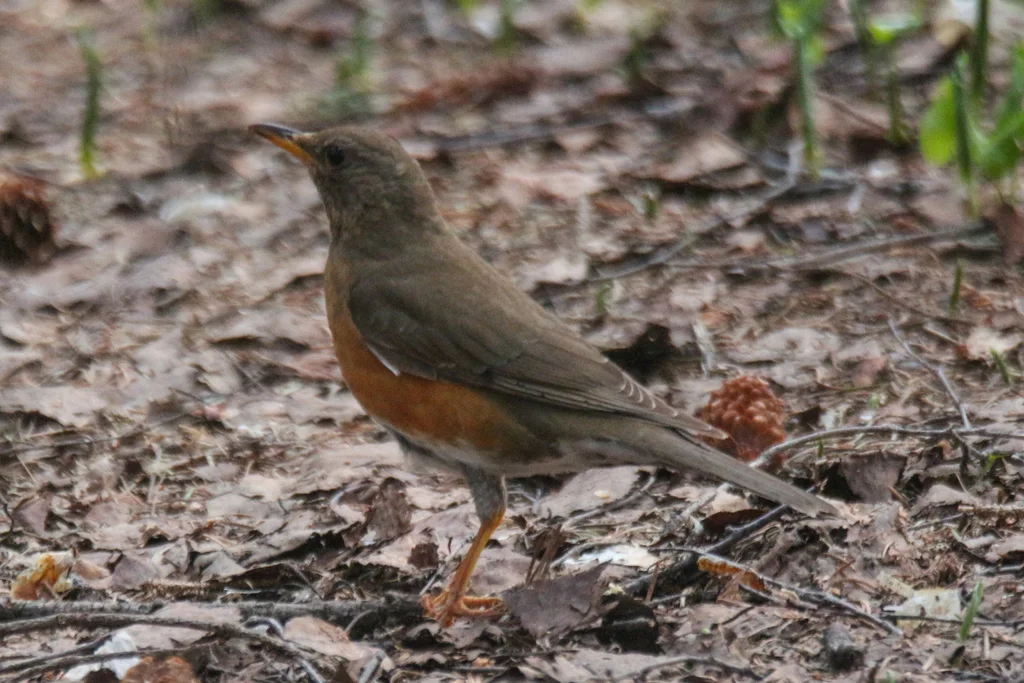 赤胸鸫(Turdus chrysolaus)