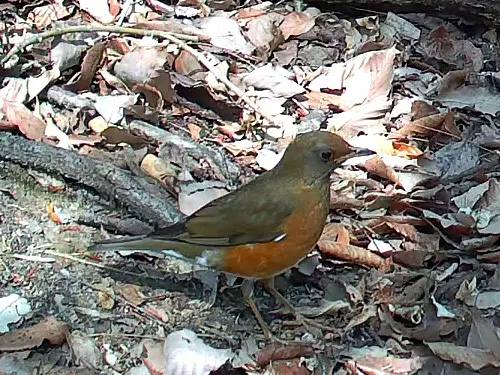 赤胸鸫(Turdus chrysolaus)