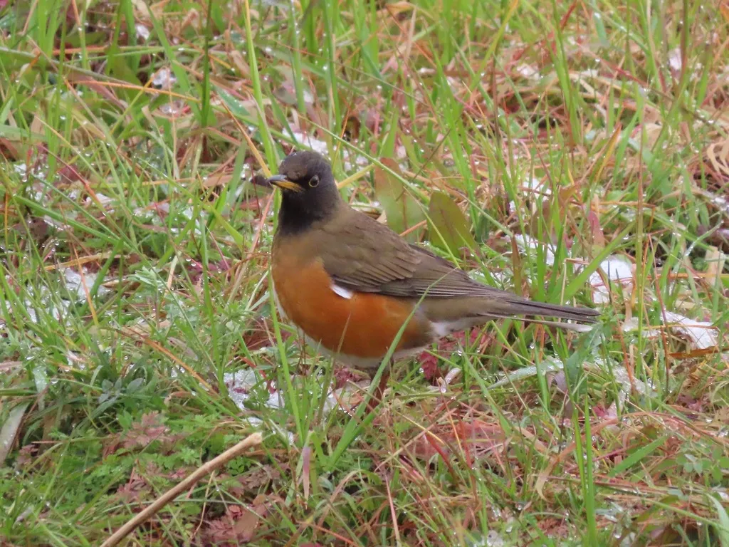 赤胸鸫(Turdus chrysolaus)